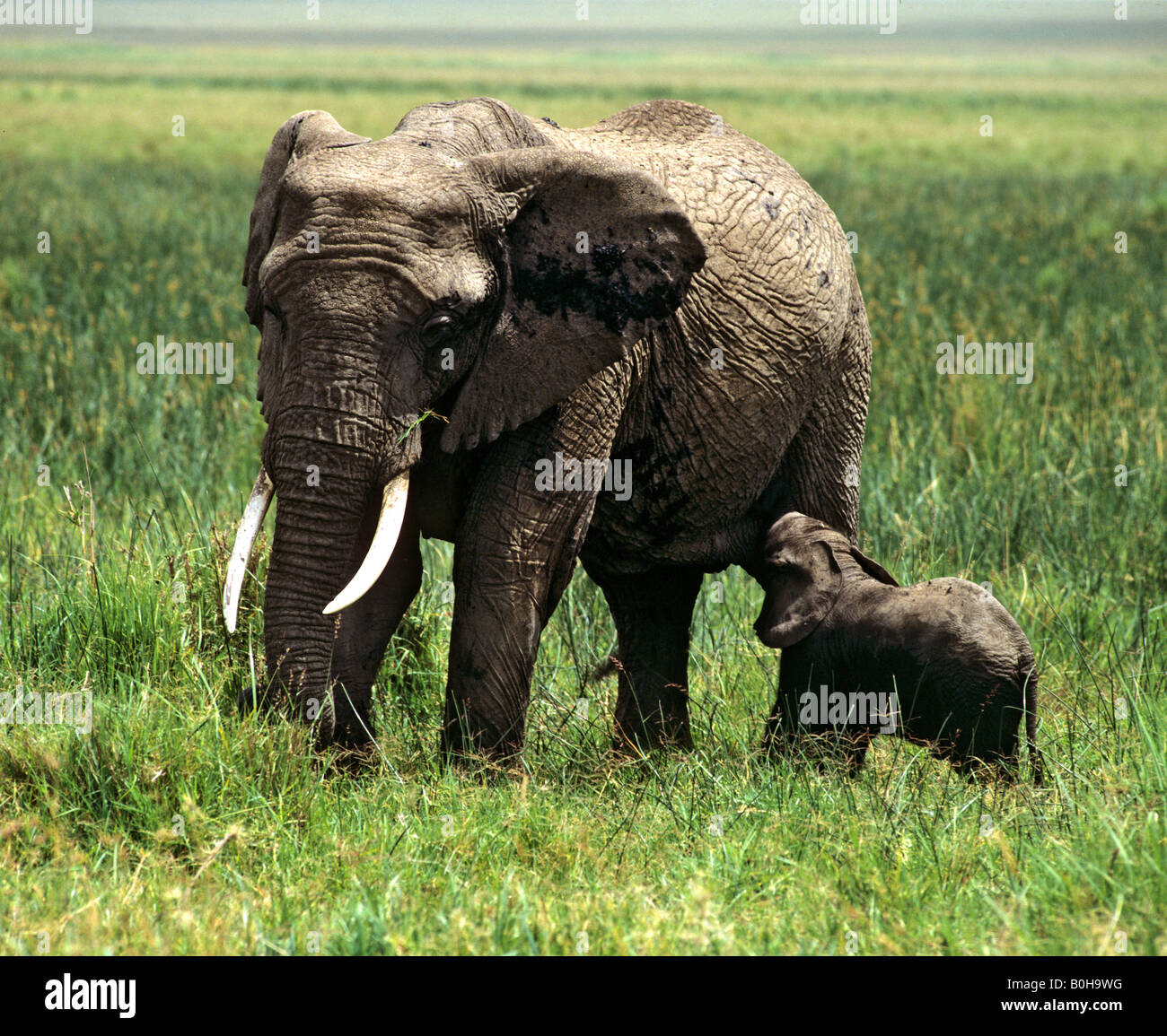 Bush africain - ou de savane Elephant (Loxodonta africana) et ses jeunes, la réserve naturelle de Masai Mara, Kenya Banque D'Images