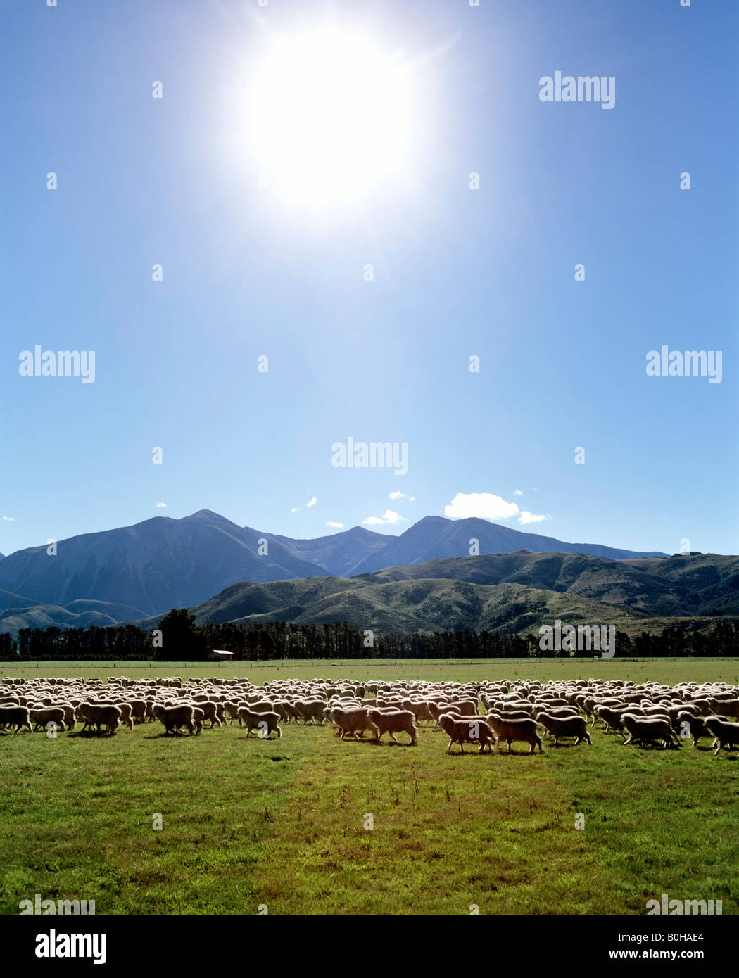 Troupeau de moutons près de Sheffield, Christchurch, Alpes du Sud, l'île du Sud, Nouvelle-Zélande Banque D'Images