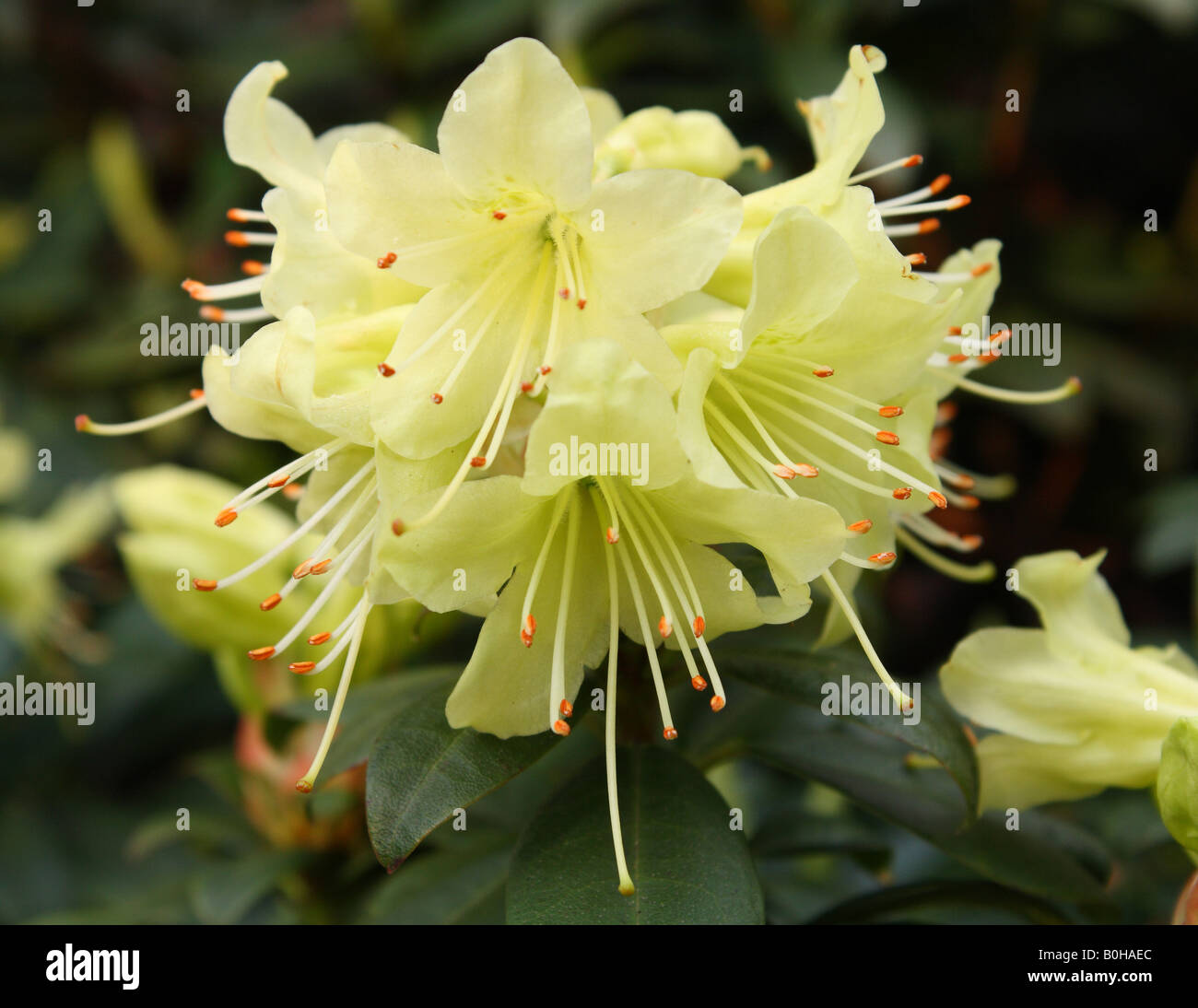 Rhododendron 'jaune' en fleurs fleurs Princess Anne Banque D'Images