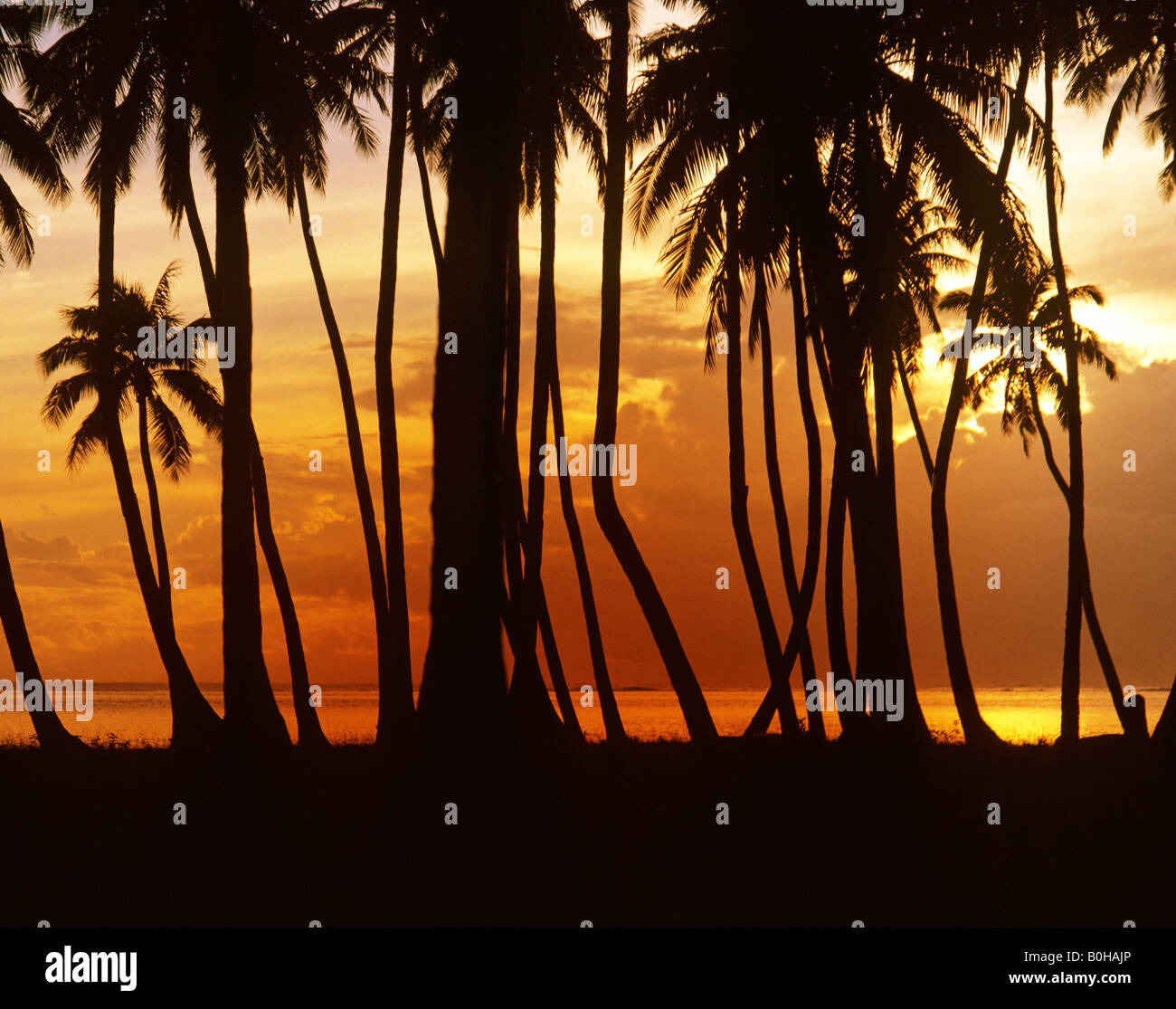 Plage avec des palmiers au coucher du soleil, Moorea, Polynésie Française, Océanie, Pacifique Sud Banque D'Images