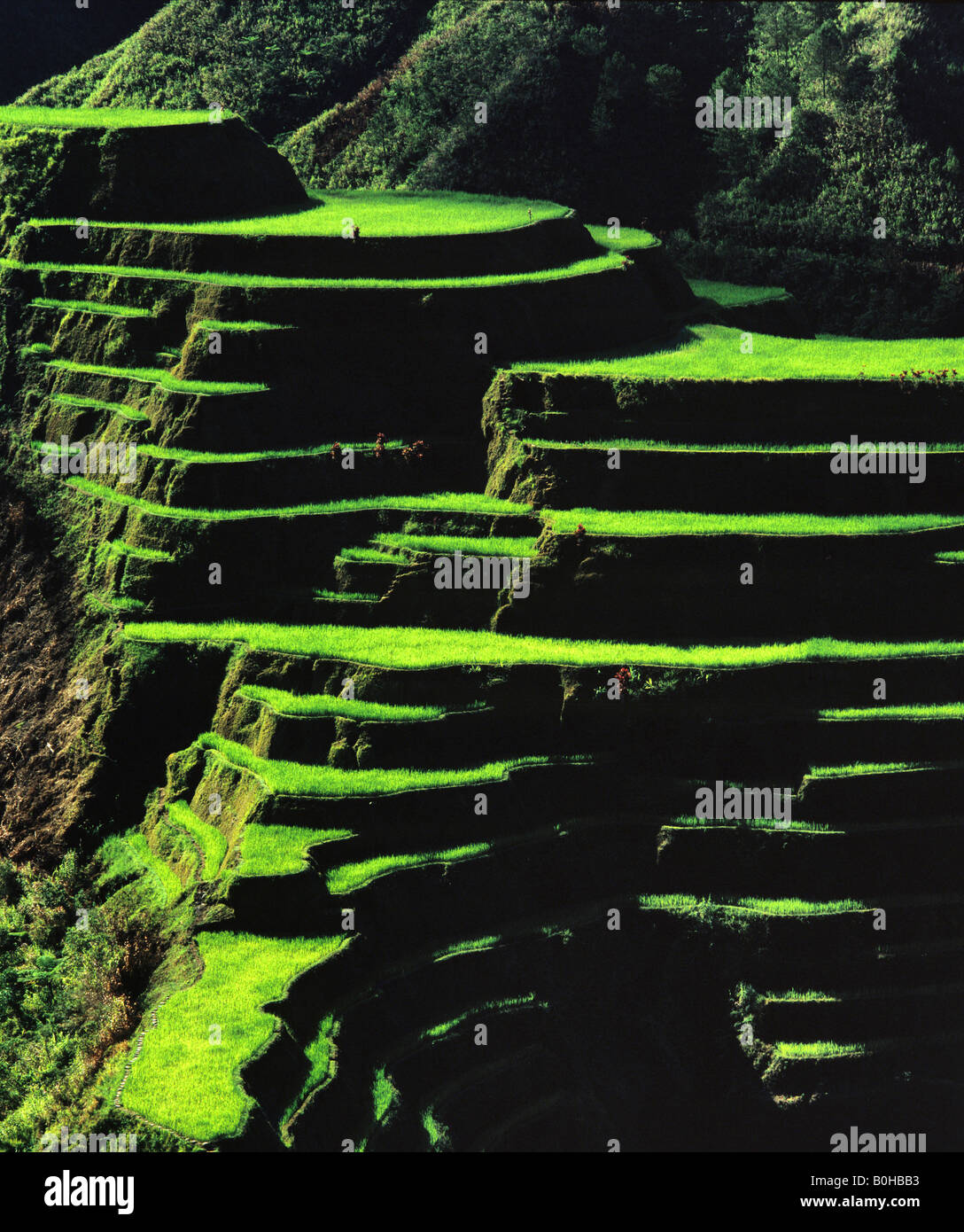 Terrasses de riz de Banaue, Ifugao, Province, Luzon, Philippines Banque D'Images