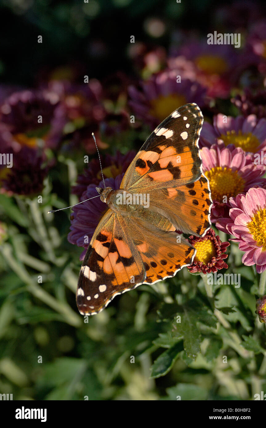 Papillon Belle Dame Vanessa cardu se nourrissant de chrysanthèmes dans le Jardin botanique de Chine Urumqi Banque D'Images