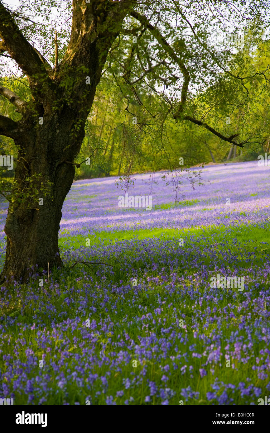 Bluebells sur les collines de Malvern, Worcestershire, Royaume-Uni Banque D'Images