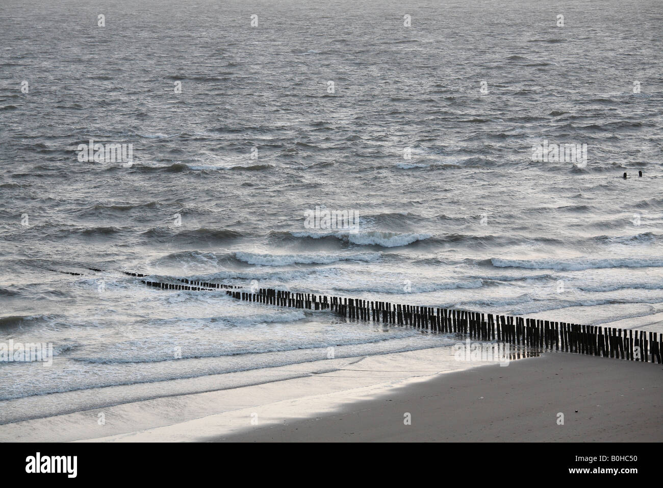 Épi, plage le long de la côte de la mer du Nord, Zoutelande, Walcheren, Zélande, Pays-Bas Banque D'Images