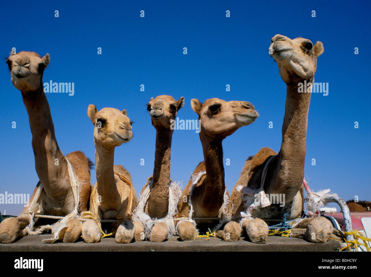 Dromadaires transportés par camion au marché, Emirats Arabes Unis. Banque D'Images