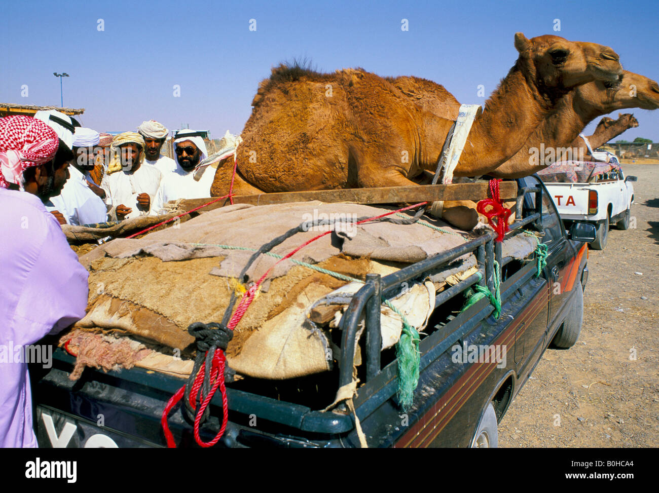 Dromadaires transportés par camion au marché, Emirats Arabes Unis. Banque D'Images