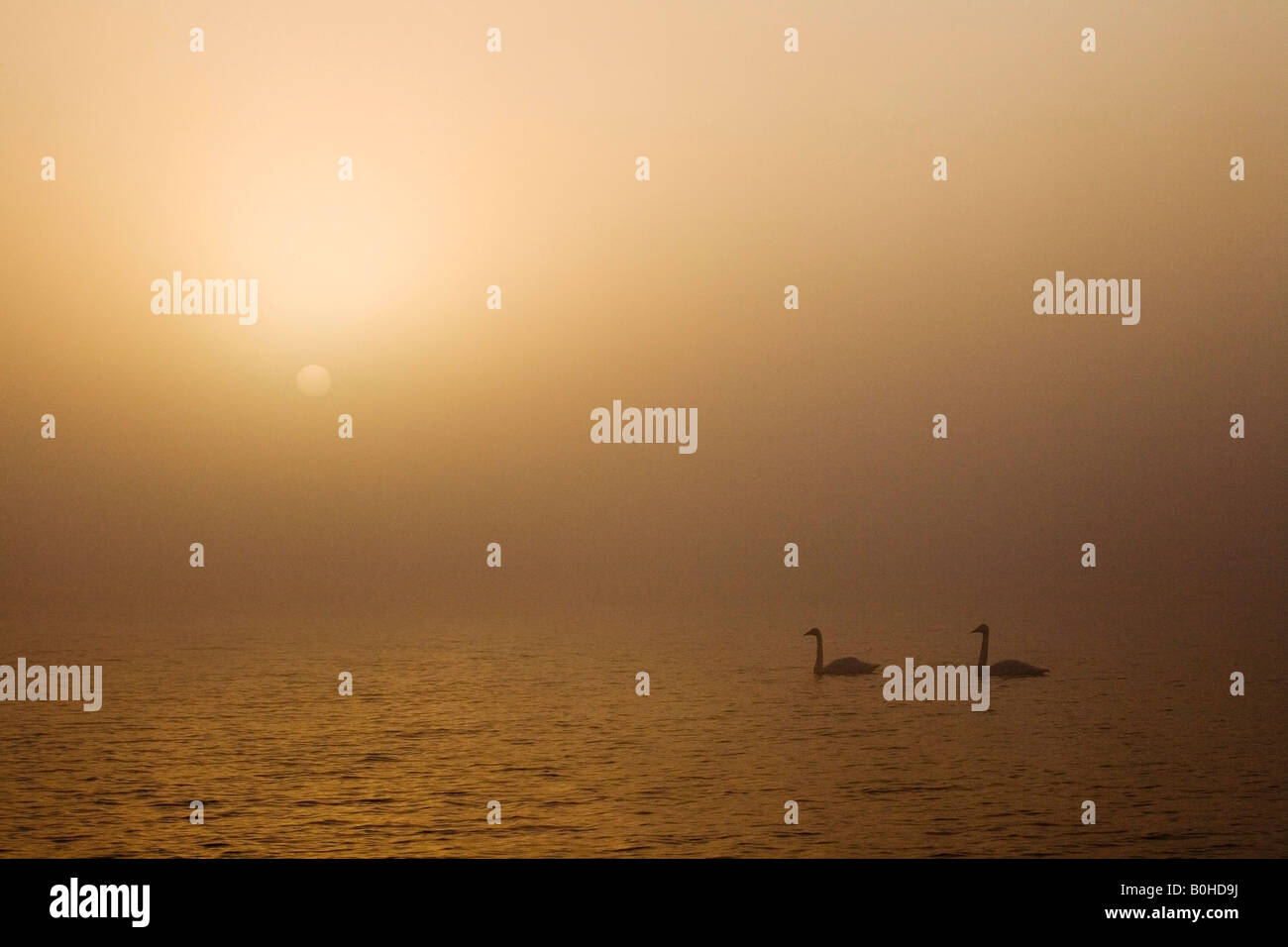 Lever de soleil sur une paire de cygnes nager sur le lac couvert brouillard Laugarvatn, Islande Banque D'Images