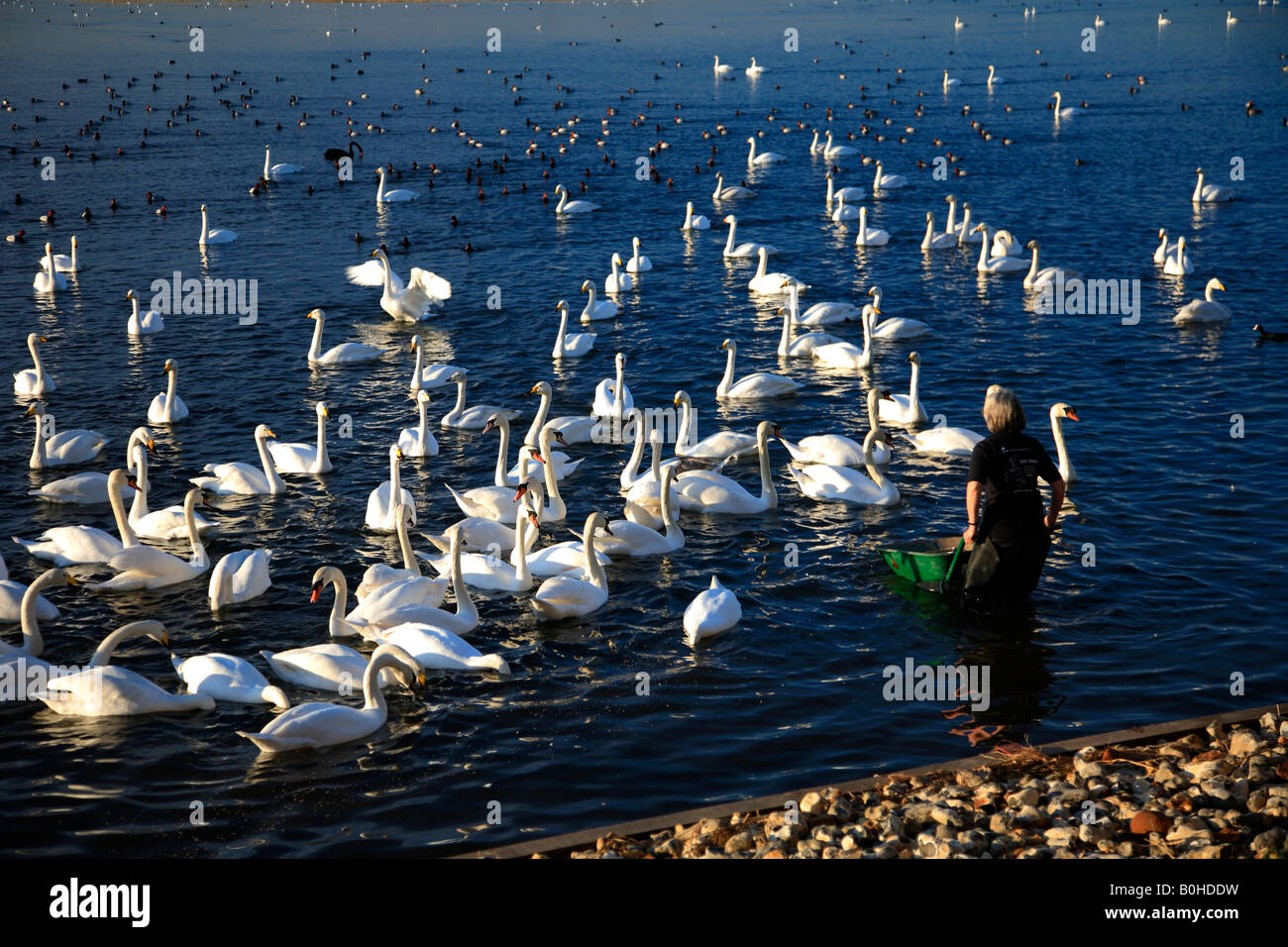 Cygnus cygnus Cygne chanteur Le Cygne tuberculé Cygnus olor WWT alimentation lave Welney Cambridgeshire Angleterre Grande-bretagne Réserve UK Europe Banque D'Images