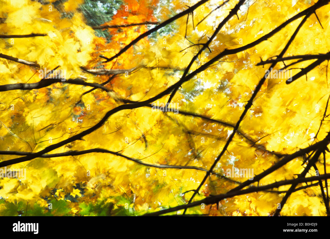 Couleur d'automne érable (Acer) dans le vent, Algonquin National Park, Ontario, Canada Banque D'Images