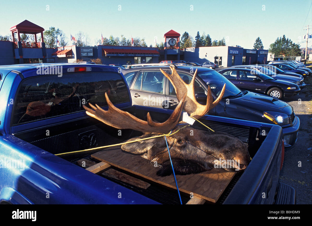 Tête d'orignal sectionnée liée à l'arrière d'une camionnette garée à l'extérieur d'un centre commercial à Québec, Canada Banque D'Images