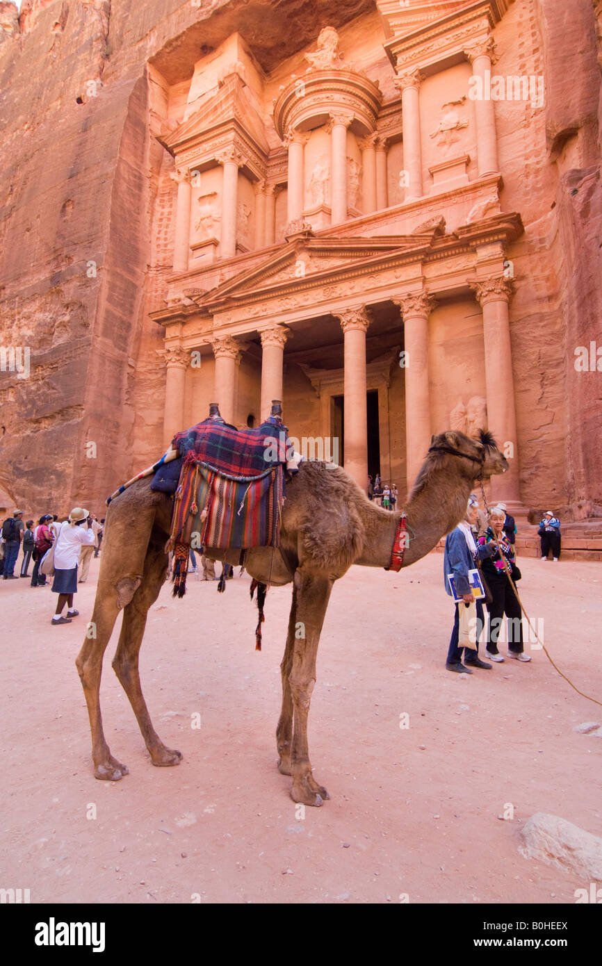 Chameau debout devant l'al Khazne Firaun, Al Khazneh Treasury Building, Petra, Jordanie, Moyen-Orient Banque D'Images