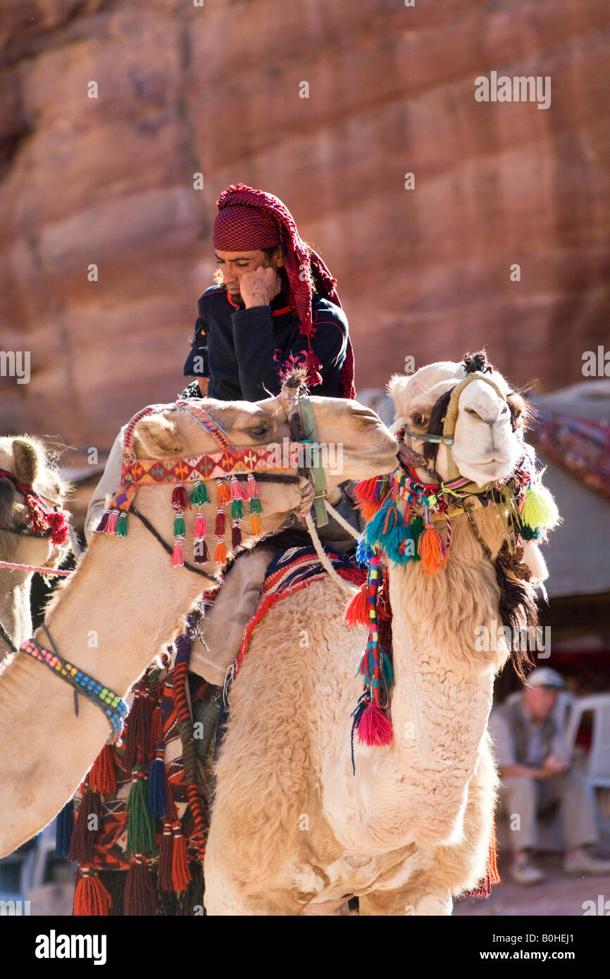 Homme bédouin avec des chameaux, Petra, Jordanie, Moyen-Orient Banque D'Images