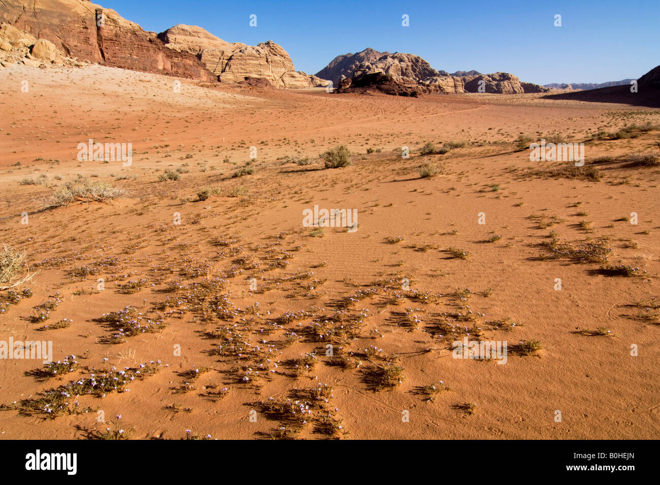 La floraison des fleurs dans le désert, Wadi Rum, Jordanie, Moyen-Orient Banque D'Images