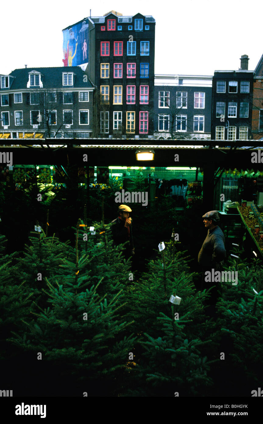 Les arbres de Noël à vendre dans un marché, aux Pays-Bas. Banque D'Images