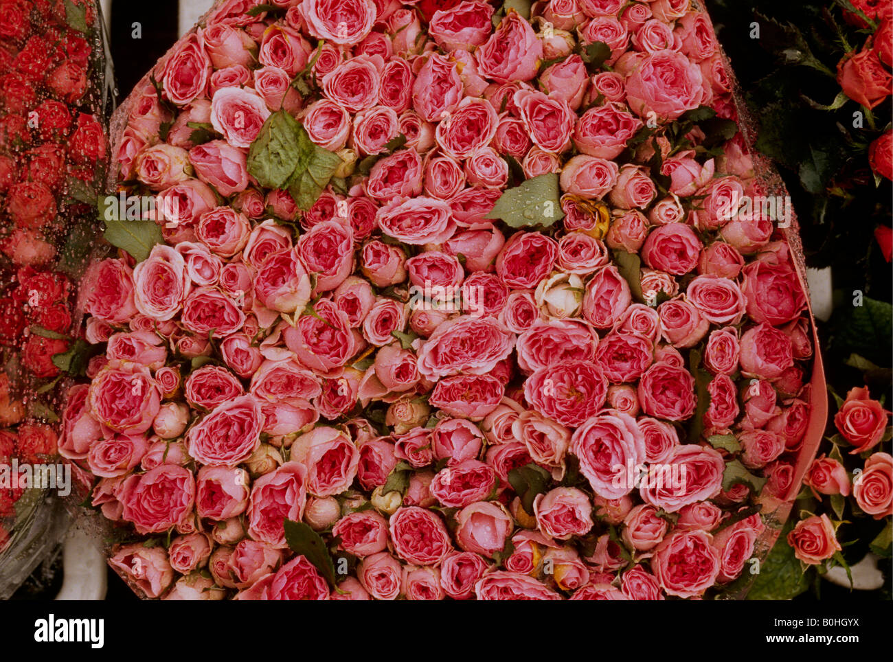 Roses pour la vente au Marché aux Fleurs Singel, Amsterdam, Pays-Bas. Banque D'Images