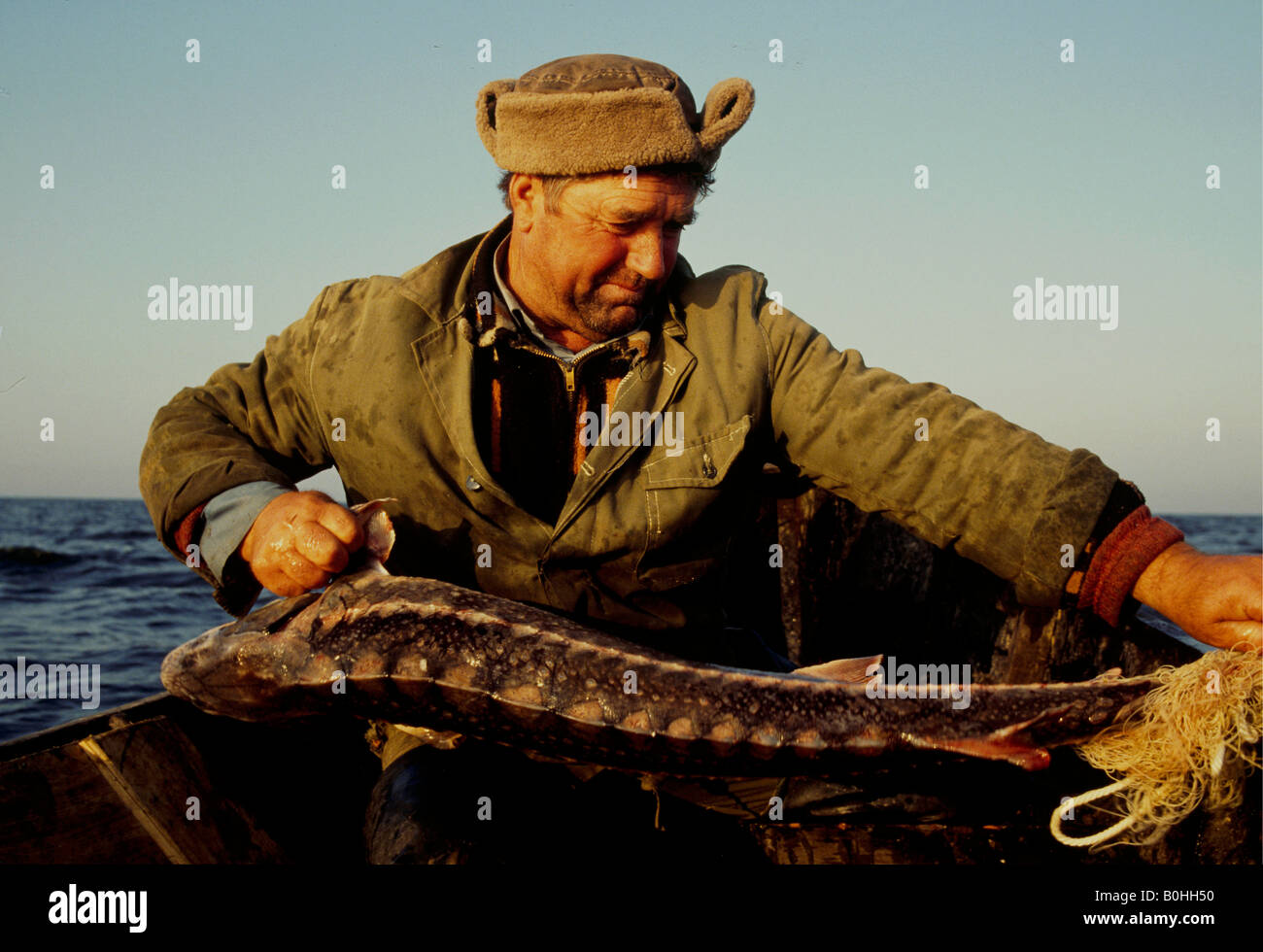 Un pêcheur de l'esturgeon en tirant un poisson de son filet, St Gheorghe, Roumanie. Banque D'Images