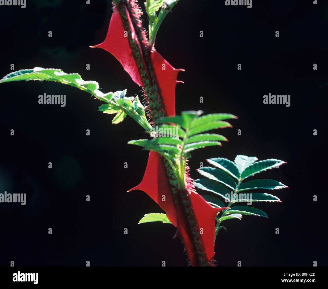 Wingthorn Rosa sericea pteracantha rose ou Rosa omeiensis pteracantha produit des épines en forme d'aile rouge énorme Banque D'Images