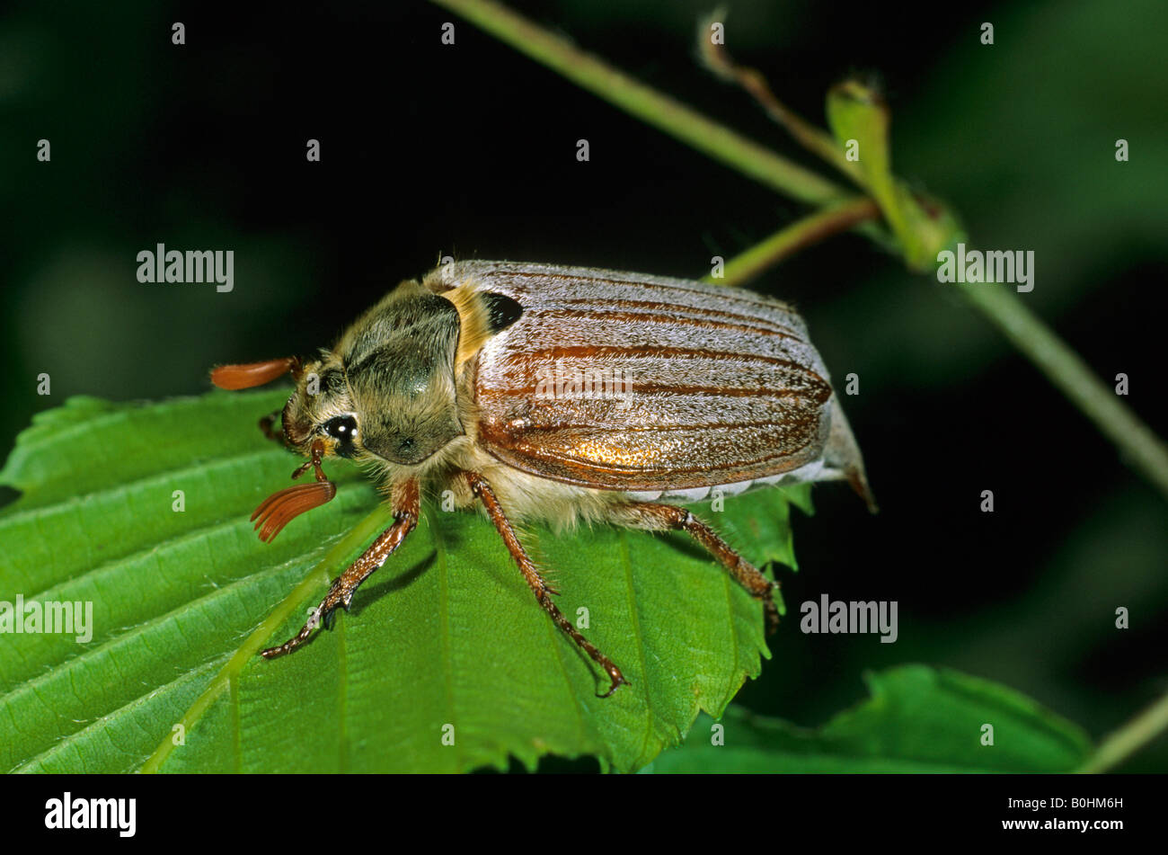Cockchafer ou peut Bug (Melolontha melolontha) Banque D'Images