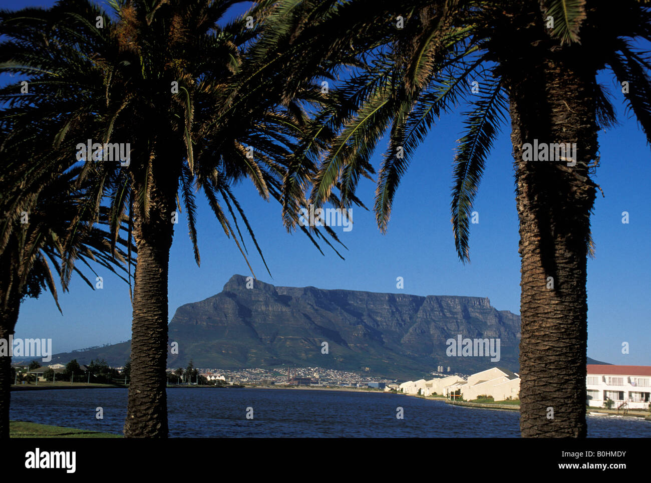 Une vue sur la Montagne de la table à travers les palmiers, Cape Town, Afrique du Sud. Banque D'Images