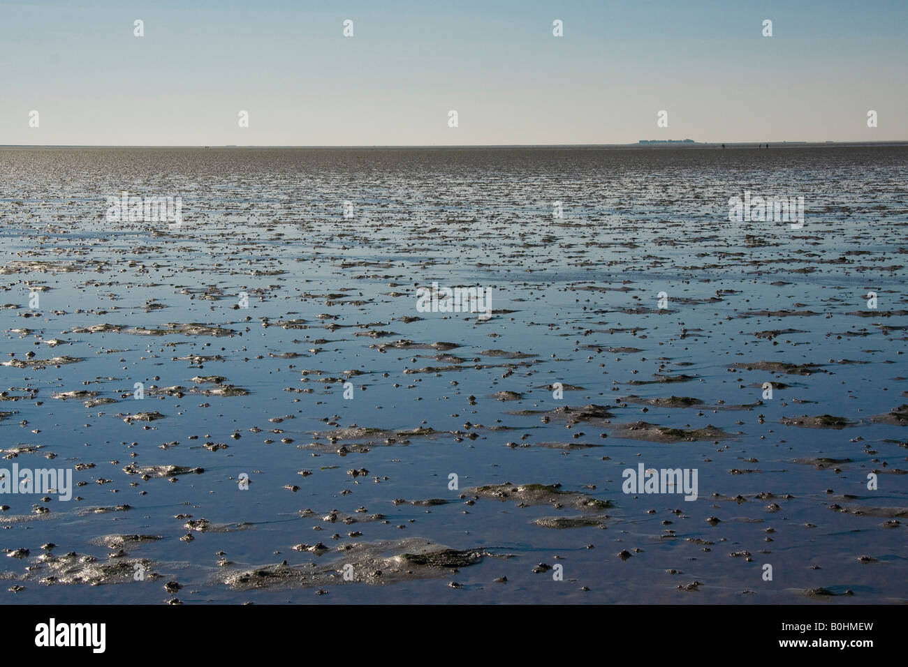 Vasière, Hallig, Parc National de Wattenmeer, Mer du Nord, Allemagne Banque D'Images