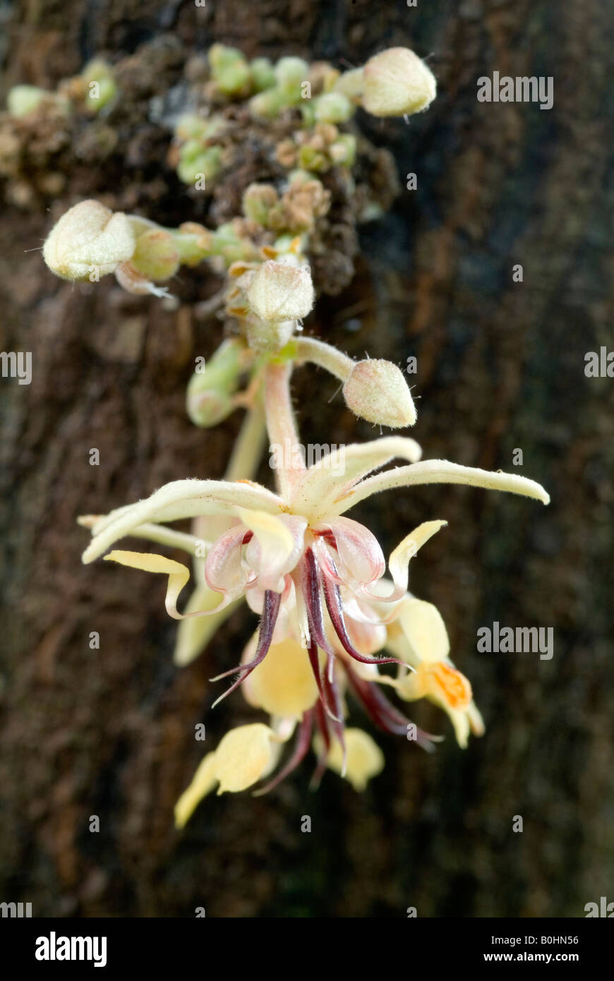 Cacaoyer (Theobroma cacao) originaire de Brésil, des jardins botaniques de l'Université d'Innsbruck, Tyrol, Autriche, Europe Banque D'Images