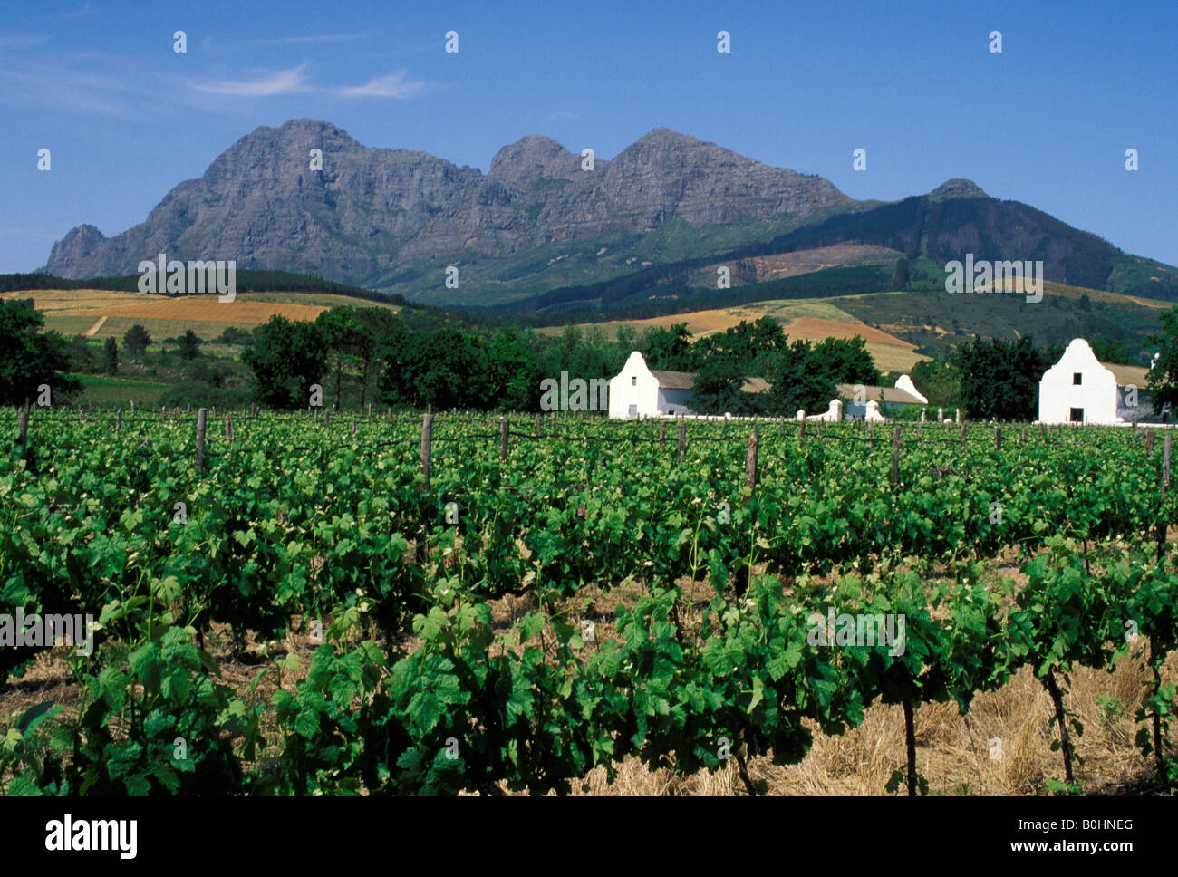 Un vignoble, Afrique du Sud. Banque D'Images