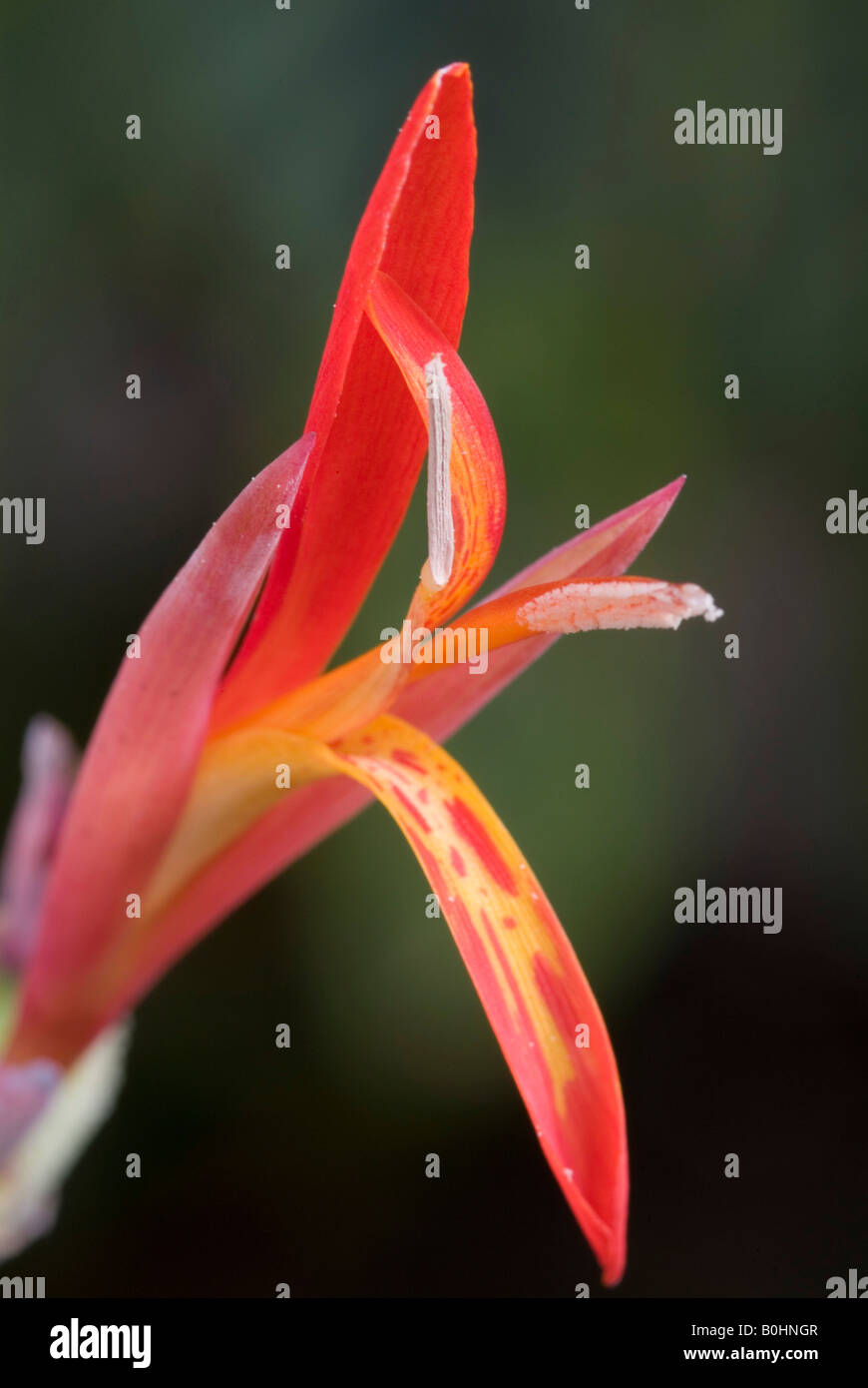 Le taro (Colocasia esculenta), originaire de l'Inde, les jardins botaniques de l'Université d'Innsbruck, Autriche, Europe Banque D'Images