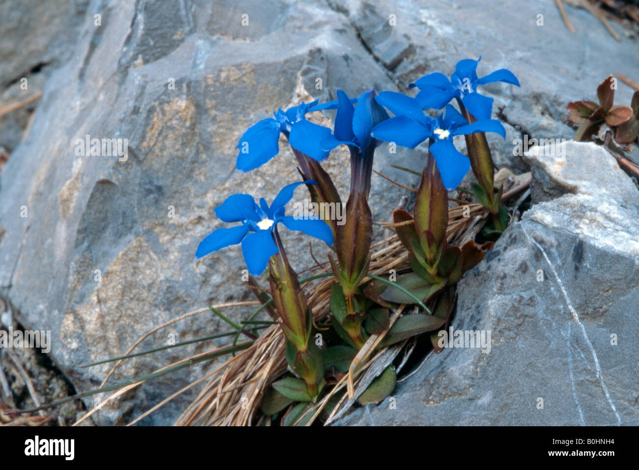 Gentiane printanière (Gentiana verna), Tyrol, Autriche, Europe Banque D'Images