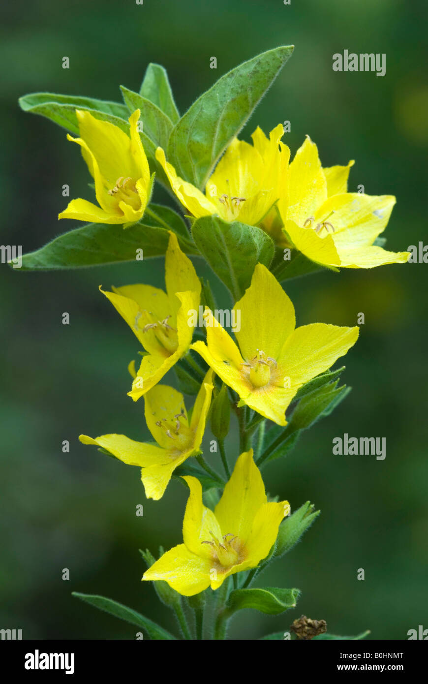 La Salicaire pourpre jaune (Lysimachia vulgaris), Gertrude Messner, herbe du jardin, Brandenberg, Tyrol, Autriche, Europe Banque D'Images