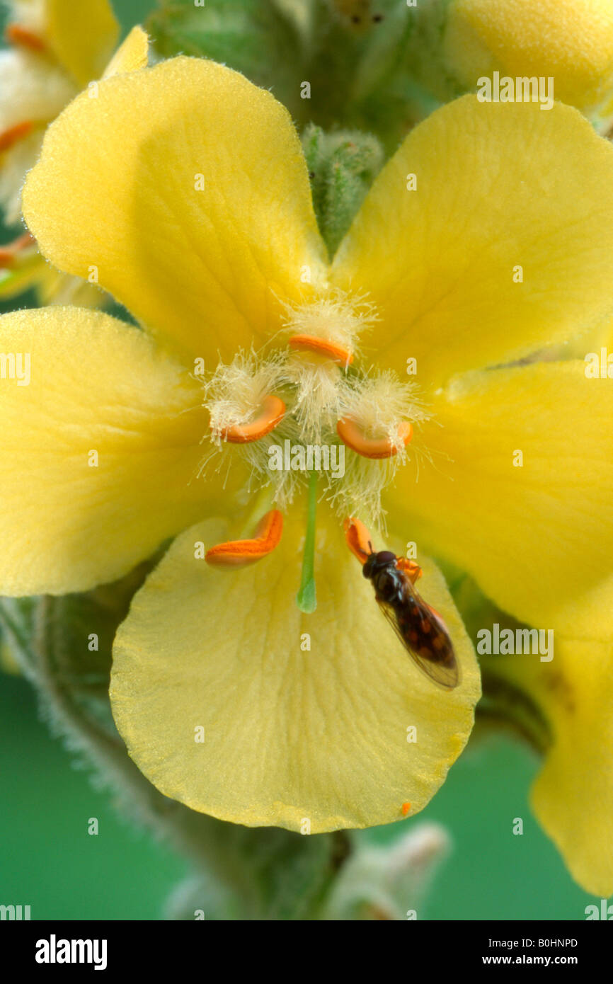 Dense-flowered - Denseflower ou grande fleur, molène (Verbascum densiflorum), Schwaz, Tyrol, Autriche, Europe Banque D'Images