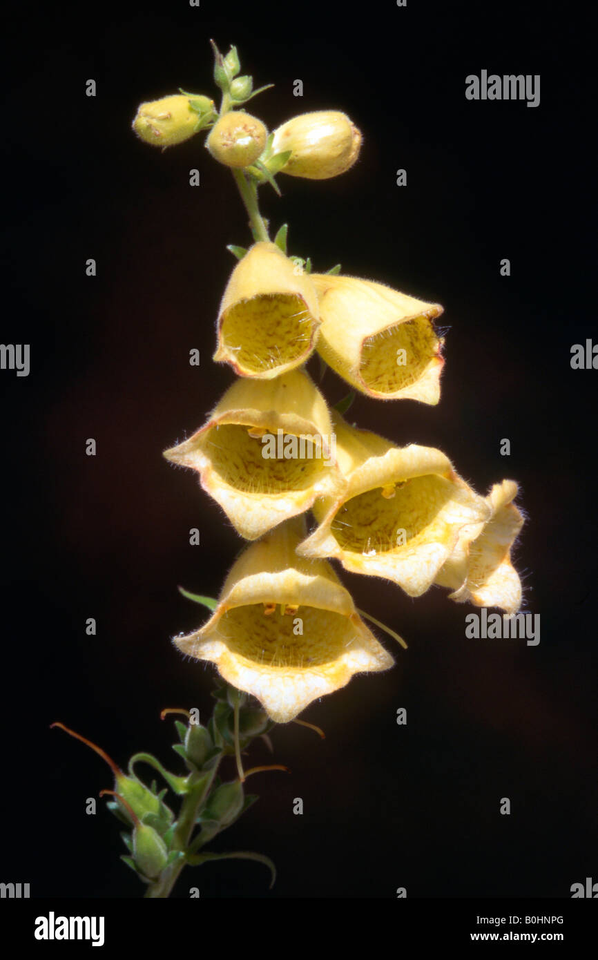 Grande digitale jaune (Digitalis grandiflora), Tyrol, Autriche, Europe Banque D'Images