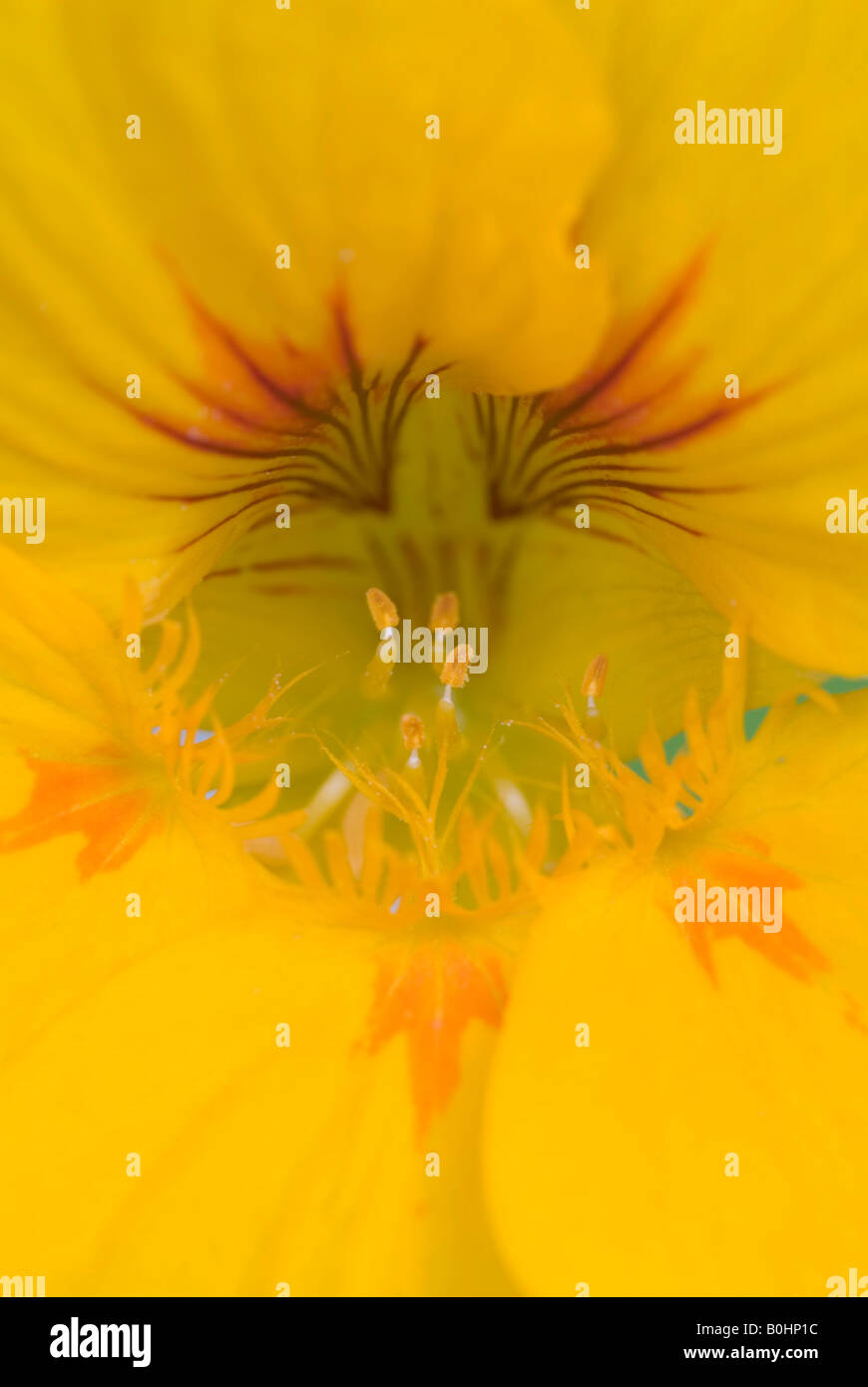 Indian Cress en fleurs (Tropaeolum majus), gros plan, Schwaz, Tyrol, Autriche, Europe Banque D'Images