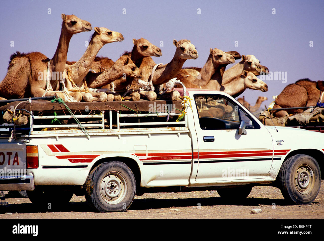 Un pick-up Toyota chargé avec les chameaux, les Emirats Arabes Unis. Banque D'Images