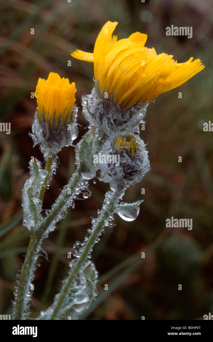 Shaggy épervière (Hieracium villosum), Jardin Alpin, Kitzbuehler Horn, Tyrol, Autriche, Europe Banque D'Images