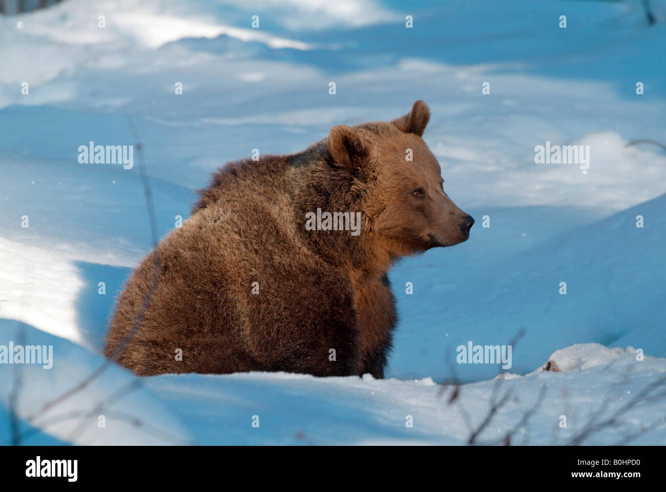 Ours brun (Ursus arctos), le Parc National de la forêt bavaroise, Bavaria, Germany, Europe Banque D'Images
