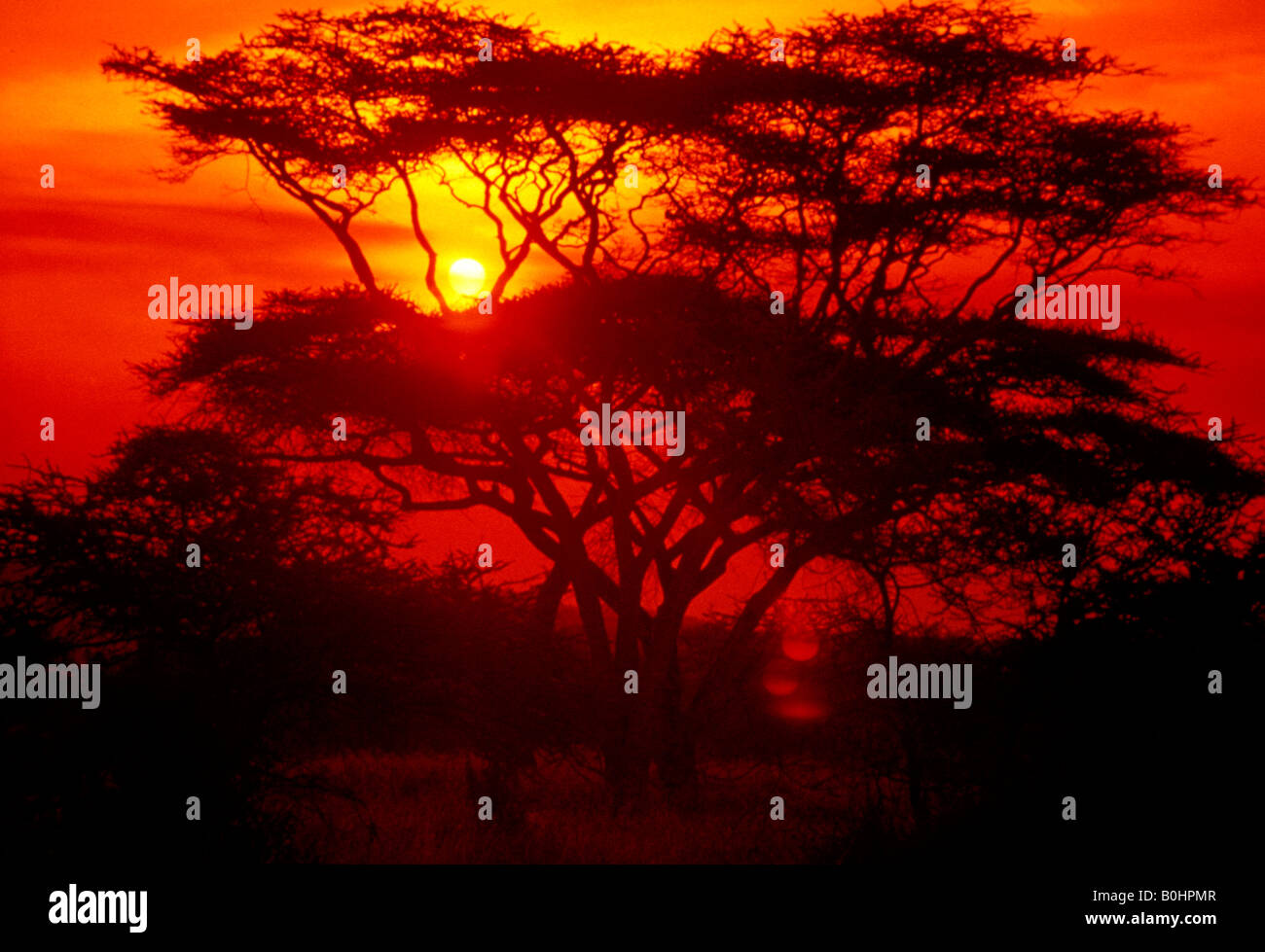 La silhouette d'un arbre par un coucher du soleil orange dans la brousse, au Kenya. Banque D'Images