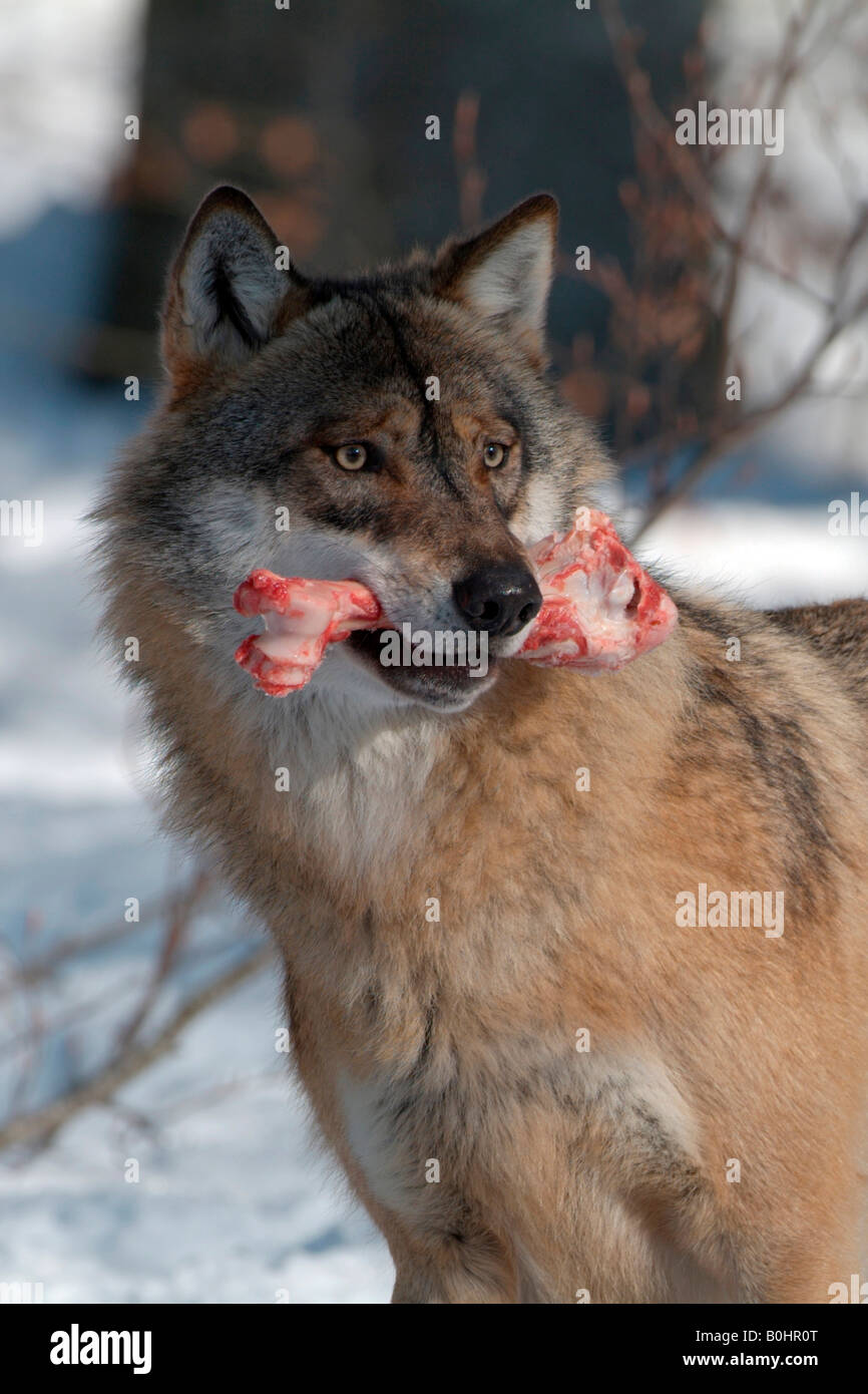 Loup gris ou le loup (Canis lupus) avec un os dans sa bouche, le Parc  National de la forêt bavaroise, Bavaria, Germany, Europe Photo Stock - Alamy