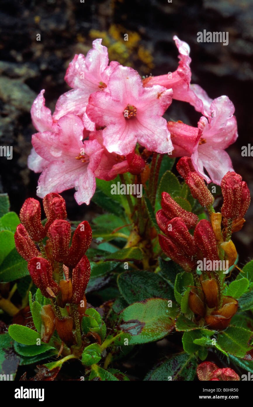Rose des Alpes velu (Rhododendron hirsutum), Kitzbuehler Horn Jardin Alpin, Tyrol, Autriche, Europe Banque D'Images