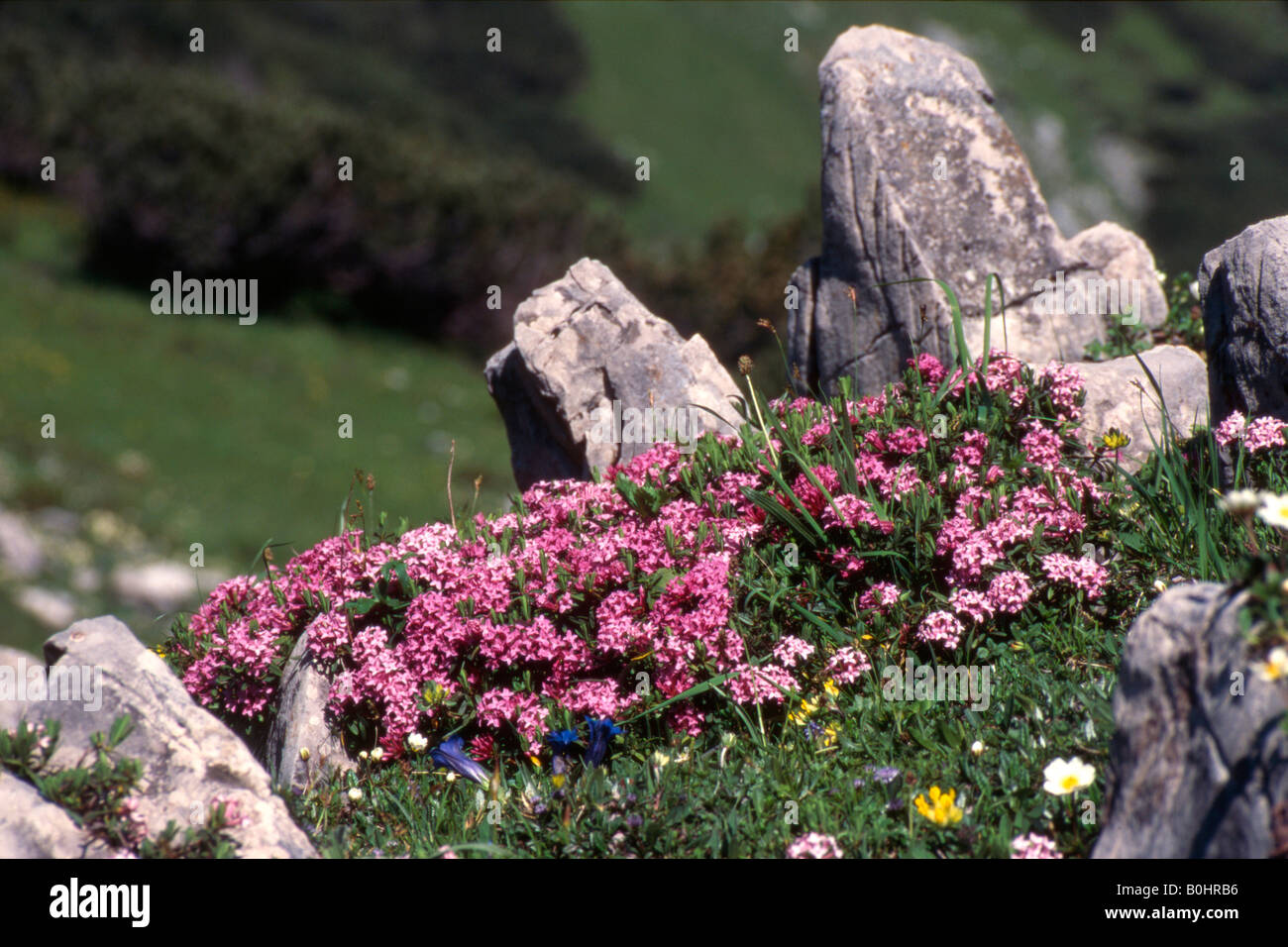 Daphné à rayures (Daphne striata), Gamme de Karwendel, Tyrol, Autriche, Europe Banque D'Images