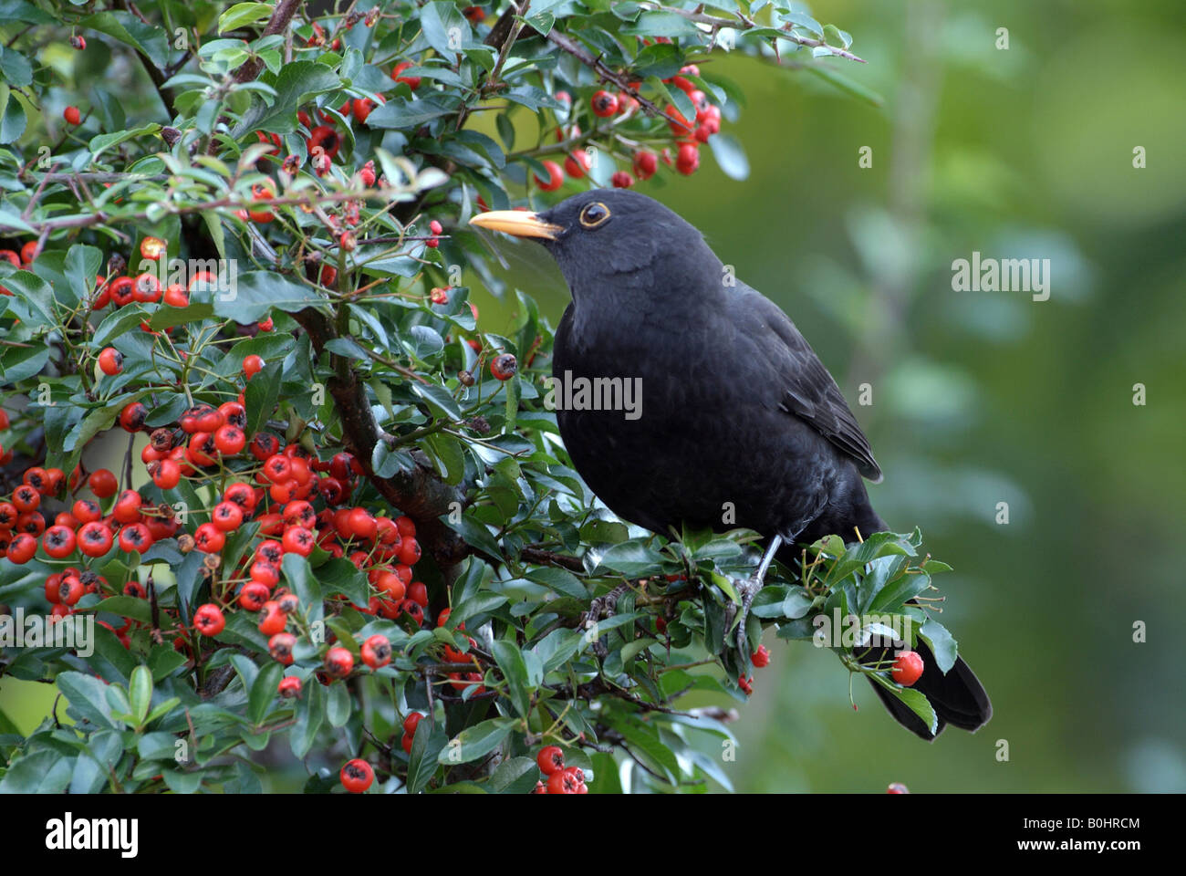 Blackbird (Turdus merula), Schwaz, Tyrol, Autriche, Europe Banque D'Images