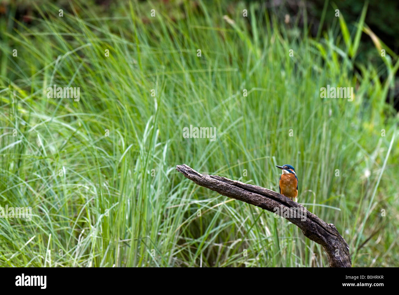 Kingfisher (Alcedo atthis) perché sur une branche, Kramsach, Tyrol du Nord, l'Autriche, Europe Banque D'Images
