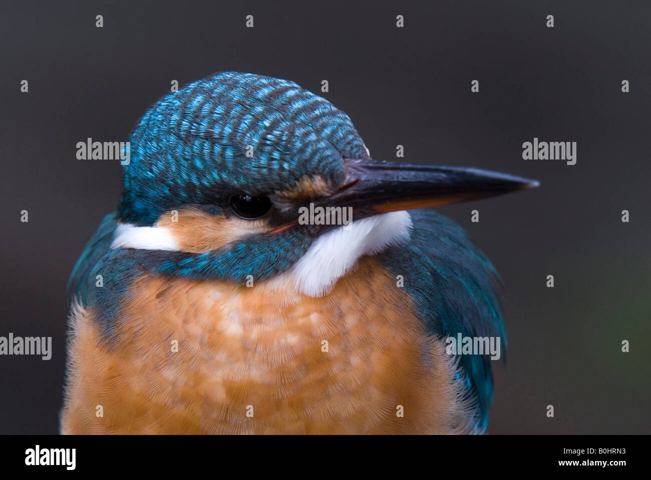 Kingfisher (Alcedo atthis commun), tratzberg, Tyrol du Nord, l'Autriche, Europe Banque D'Images