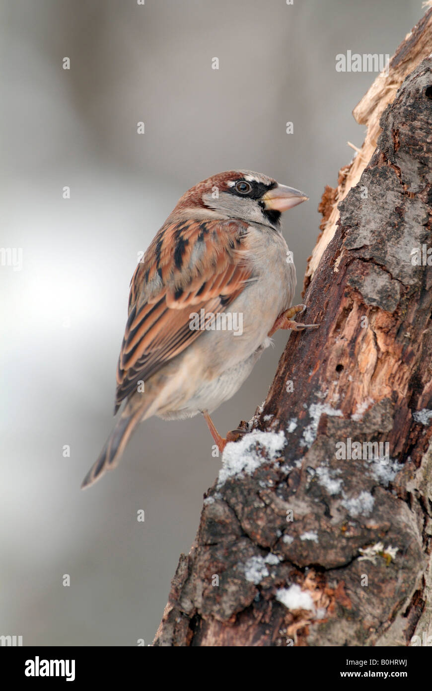 Moineau domestique (Passer domesticus), Schwaz, Tyrol, Autriche, Europe Banque D'Images