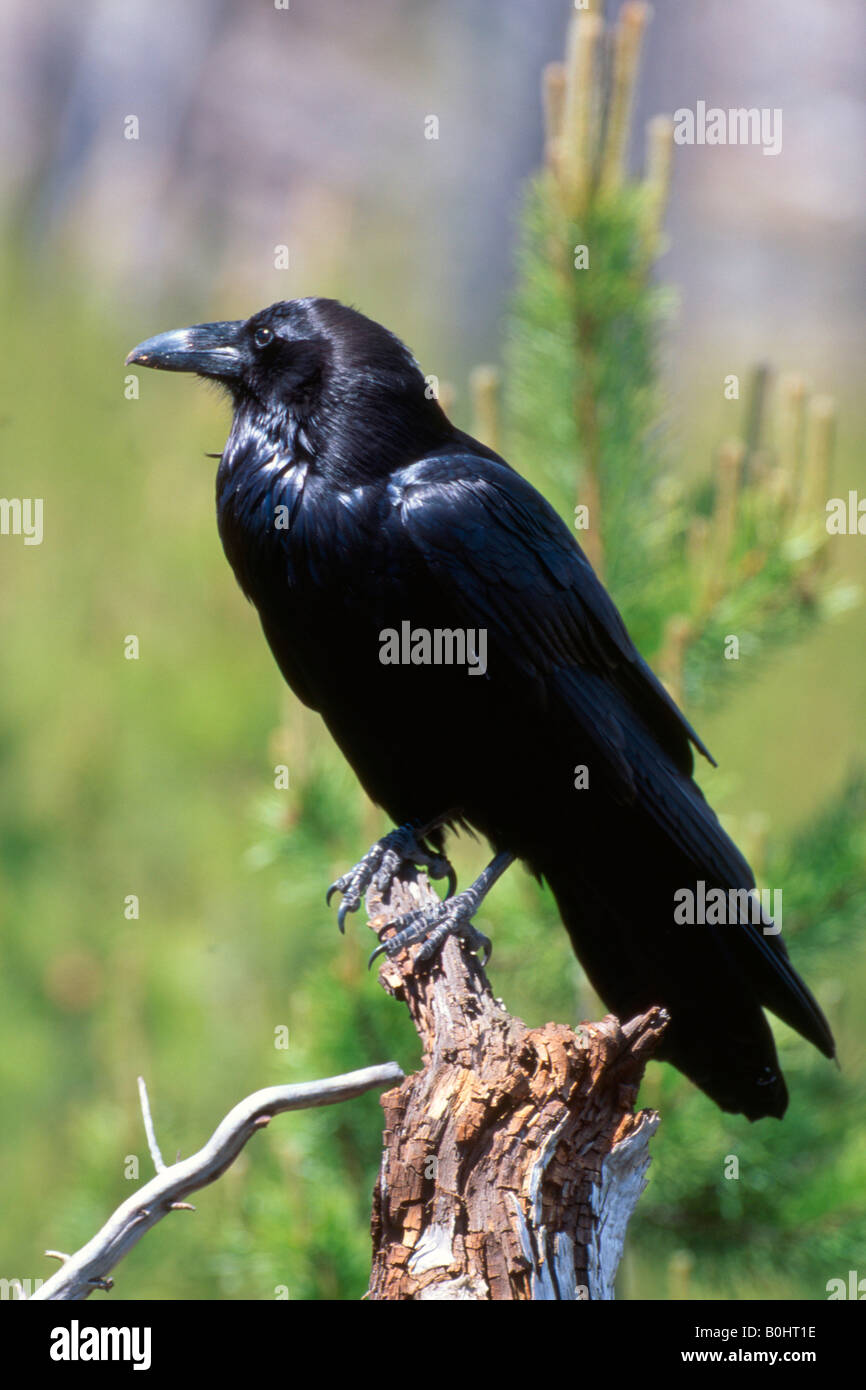 Grand Corbeau (Corvus corax), le Parc National de Yellowstone, Wyoming, USA, Amérique du Nord Banque D'Images