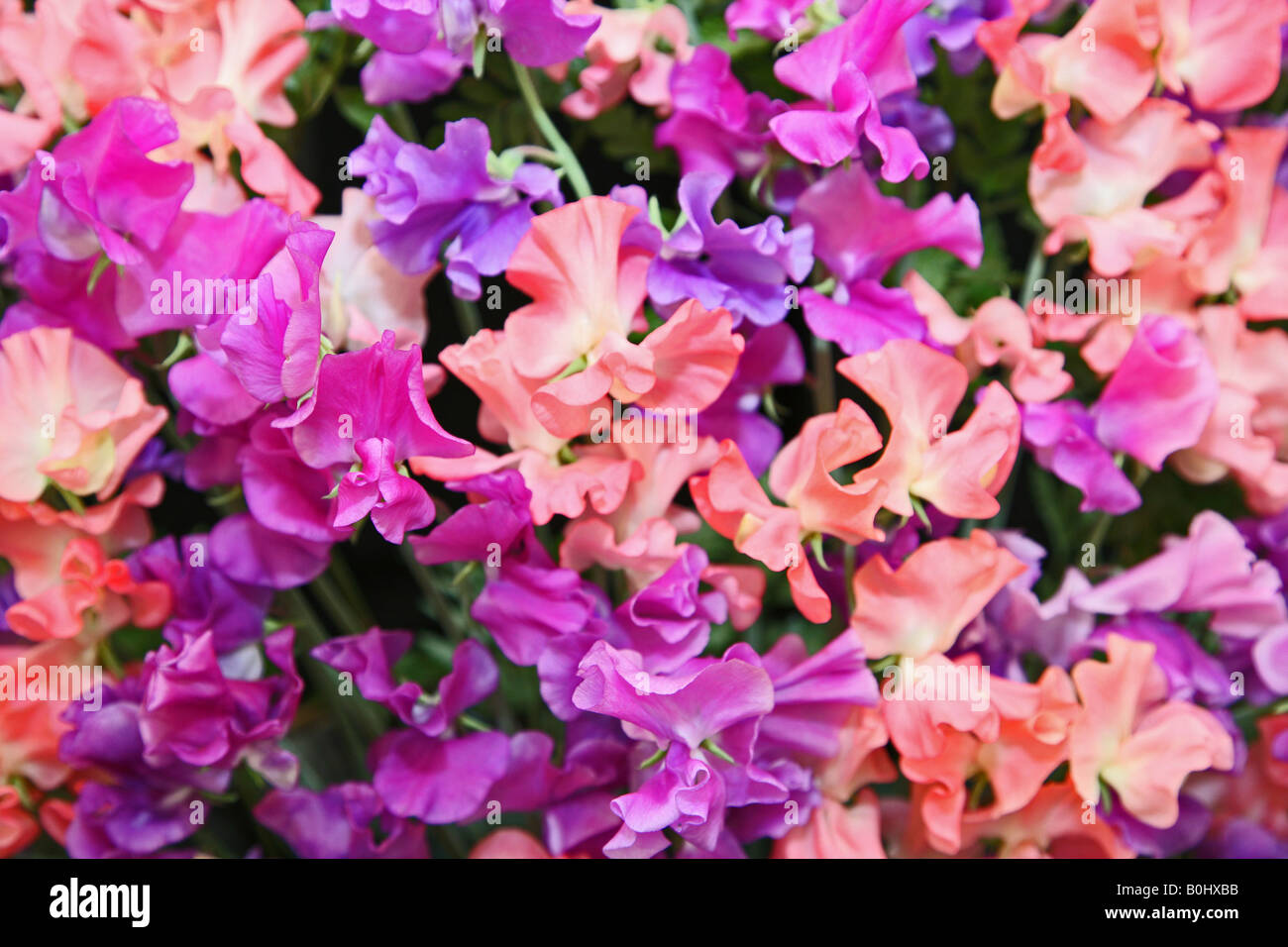 Pois de Katie mixte violet Alice et rose saumon incandescence du soir Banque D'Images