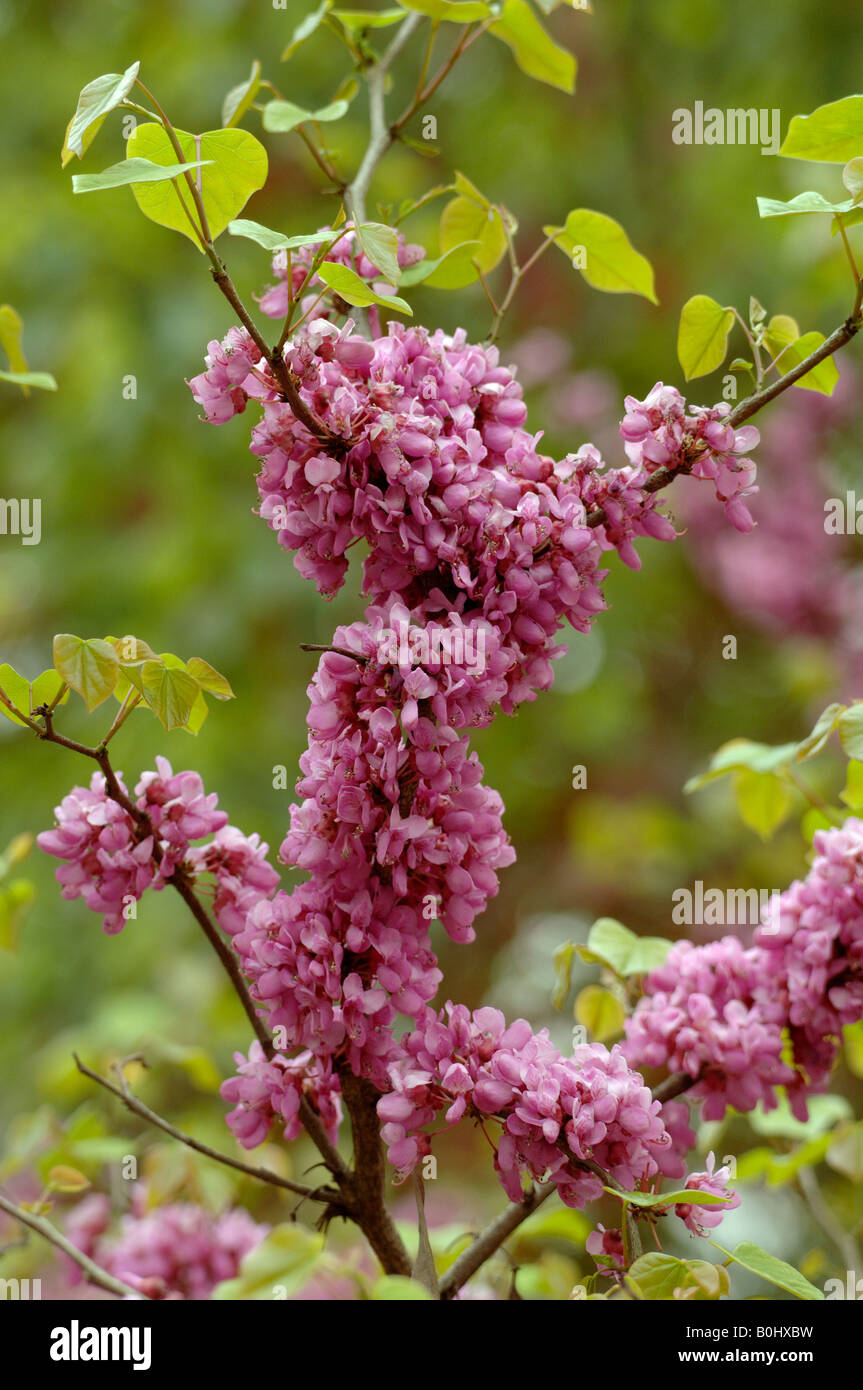 Chinese redbud Cercis sinensis produit des fleurs sur tige ligneuse connue comme caulifery Banque D'Images