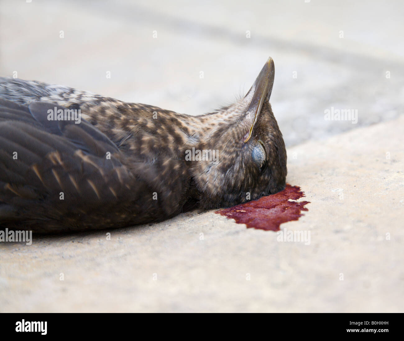 Un oiseau mort, grive, sur des dalles. UK. Banque D'Images
