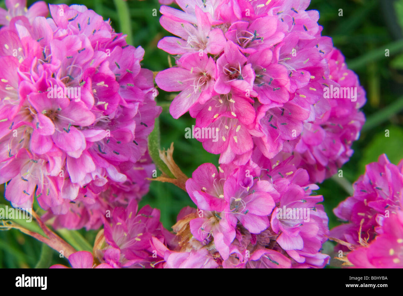 Gros plan d'une grappe de fleurs roses, ronds sur une rocaille Banque D'Images