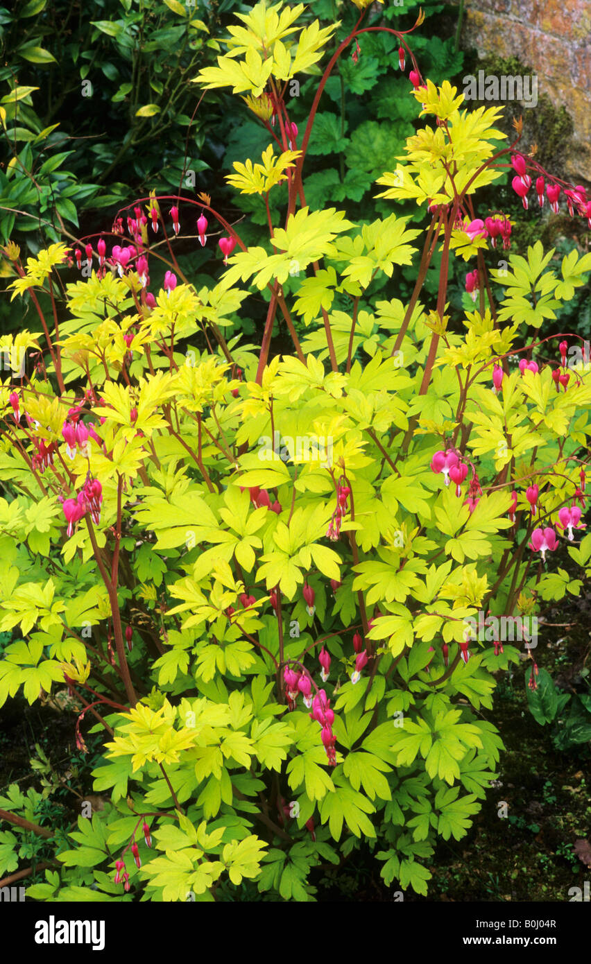 Dicentra spectabilis gold heart Banque de photographies et d’images à