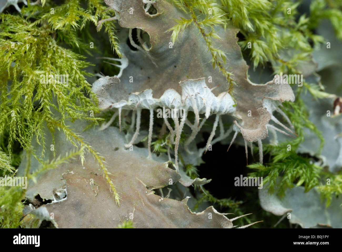 Peltigera canina Dog Lichen et mousse Neckera complanata en hiver, pays de Galles, Royaume-Uni. Banque D'Images